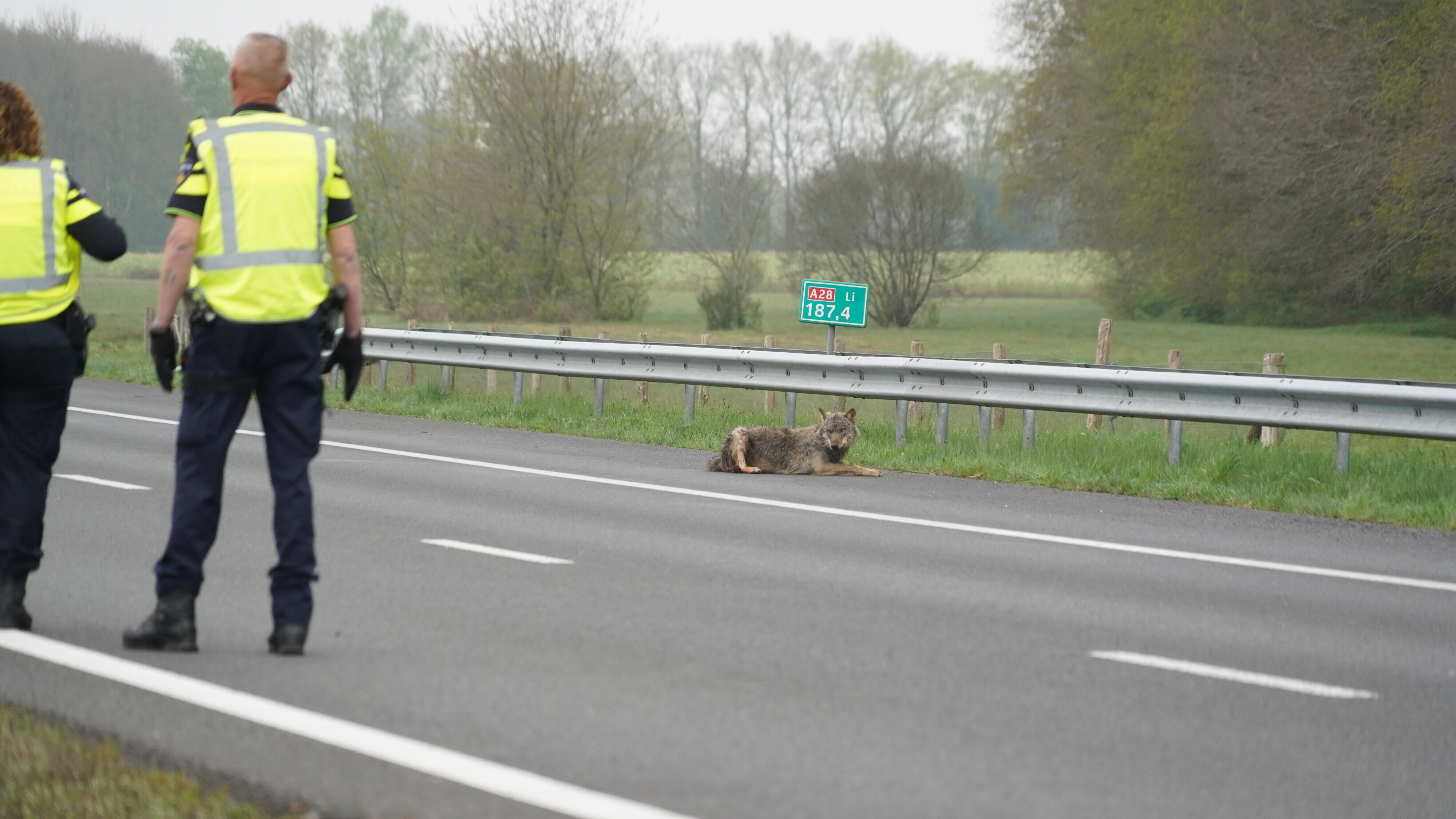 Wolf aangereden op A28 bij Tynaarlo
