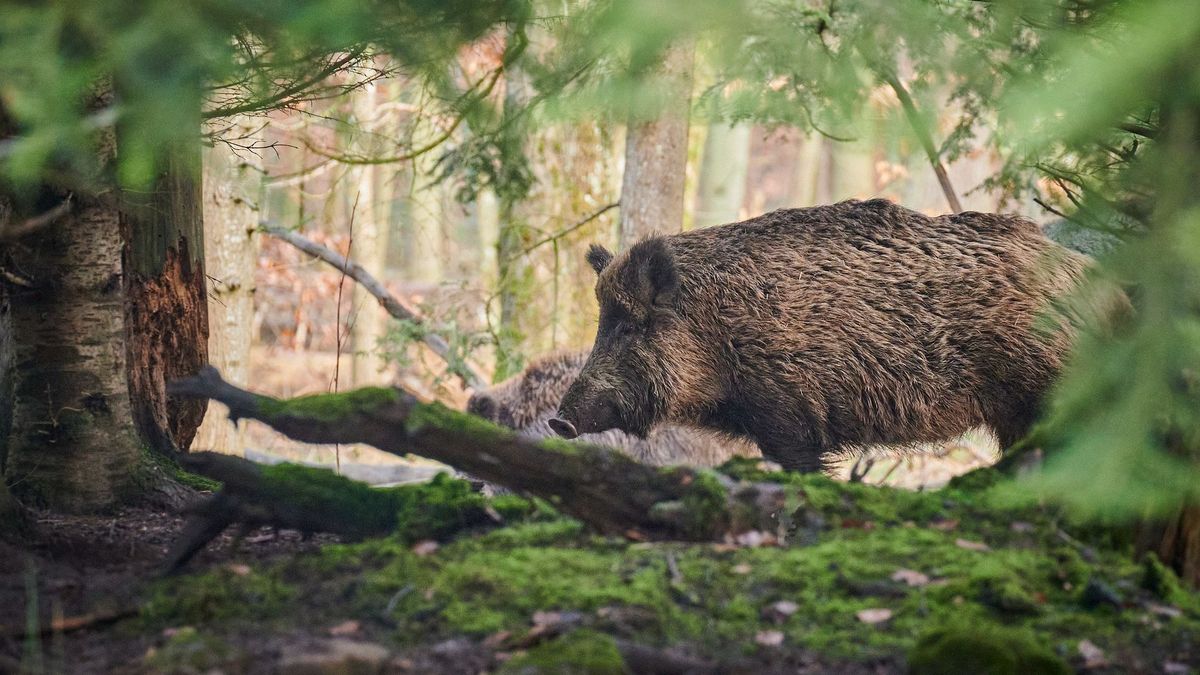 Gemeente Apeldoorn gaat mannelijke wilde zwijnen in park doden