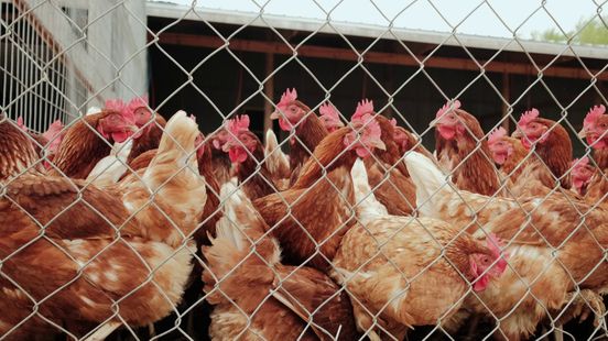 Staatssecretaris wil verplicht vogelgriepvaccin voor legkippen