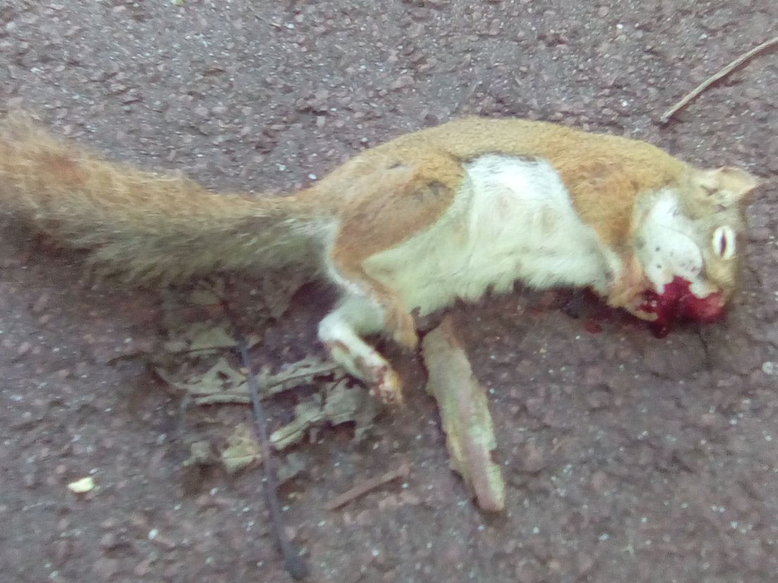 Dode Amerikaanse rode eekhoorn