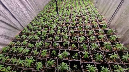 Politie pakt meer verdachten op voor kwekerij met ruim 700 planten