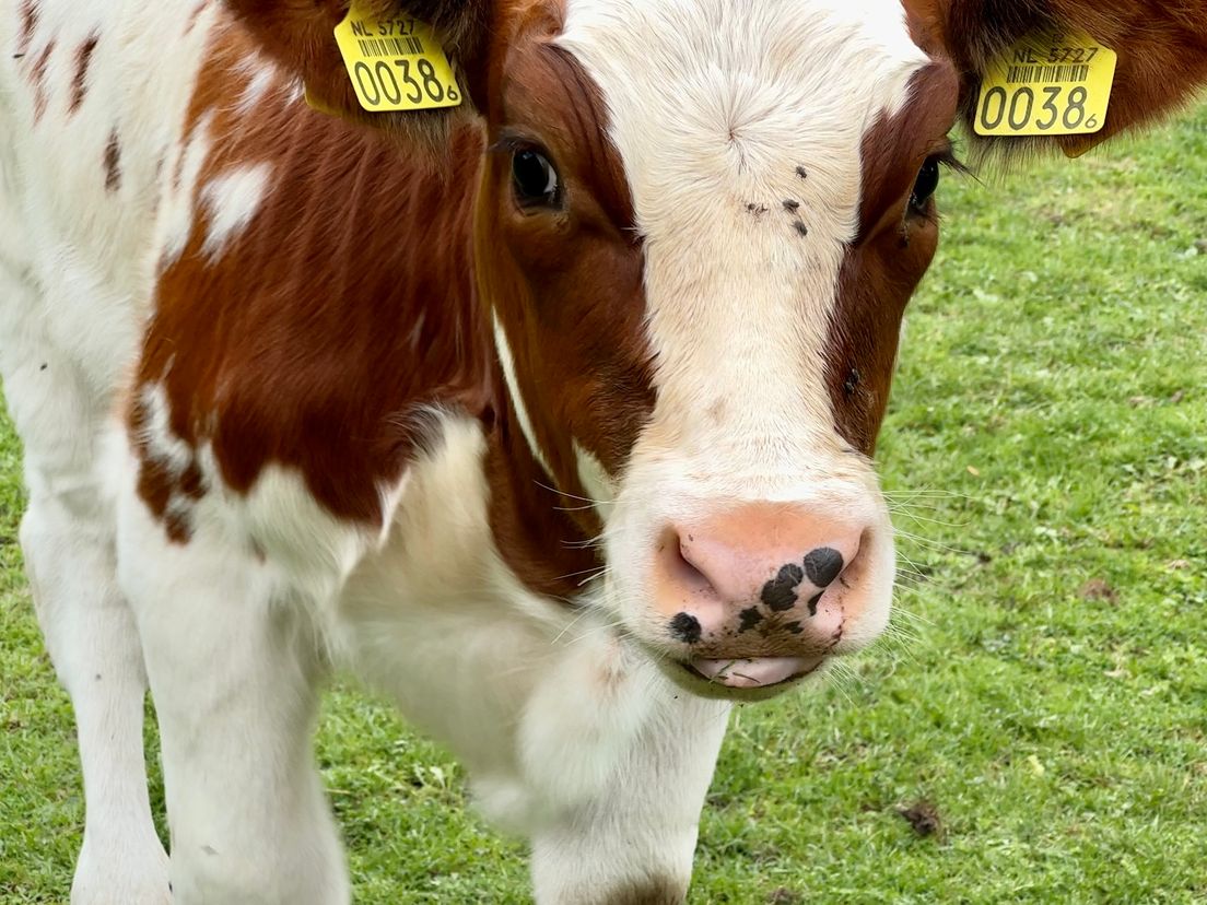 Florine gaat volgende maand naar een andere kinderboerderij