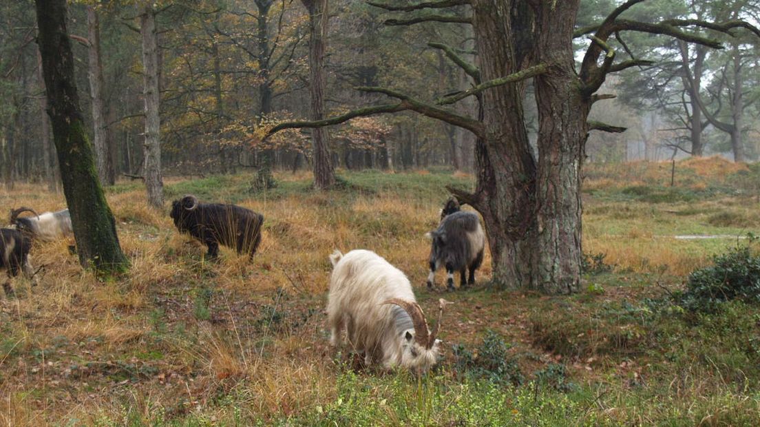 In de Kop van Drenthe grazen Nederlandse landgeiten (Rechten: RTV Drenthe/Marike Goossens)