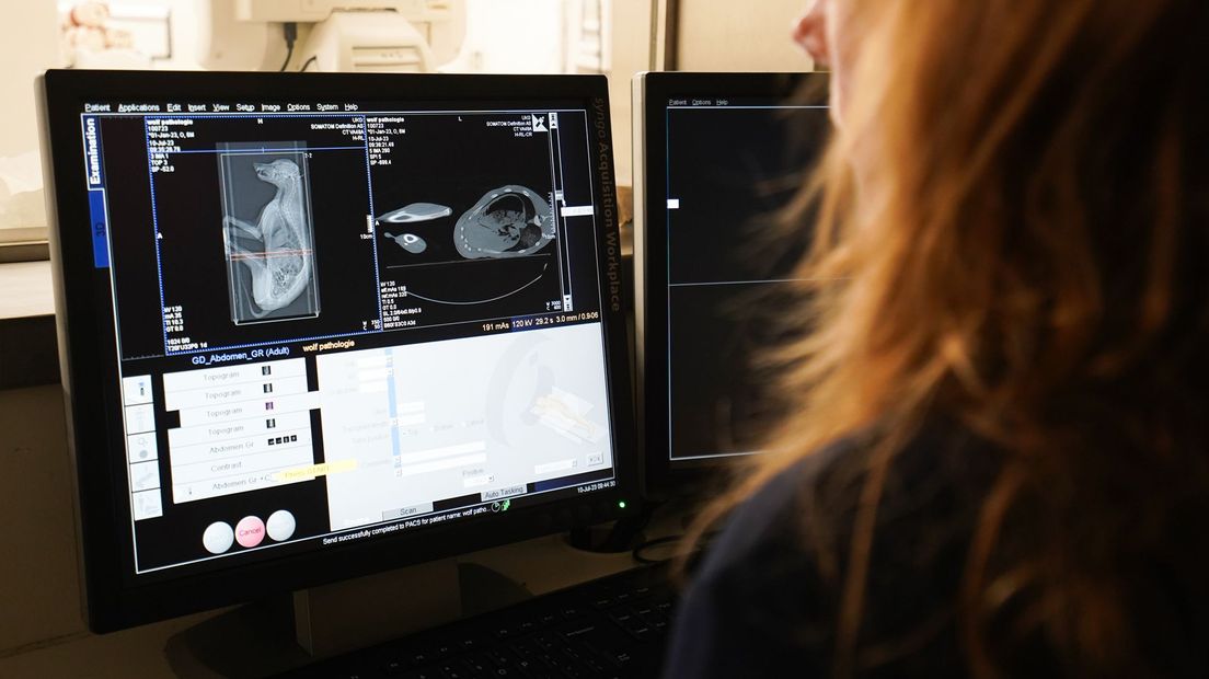 Monique Jacobs (Diagnostisch Laborant) bekijkt een röntgenfoto van de wolf. Hierna ging de sectie van start.