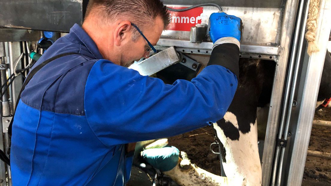 Rundveepedicure Theo Snoeijer aan het werk.