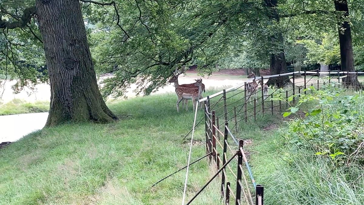 Ontsnapte herten in Veenklooster: 