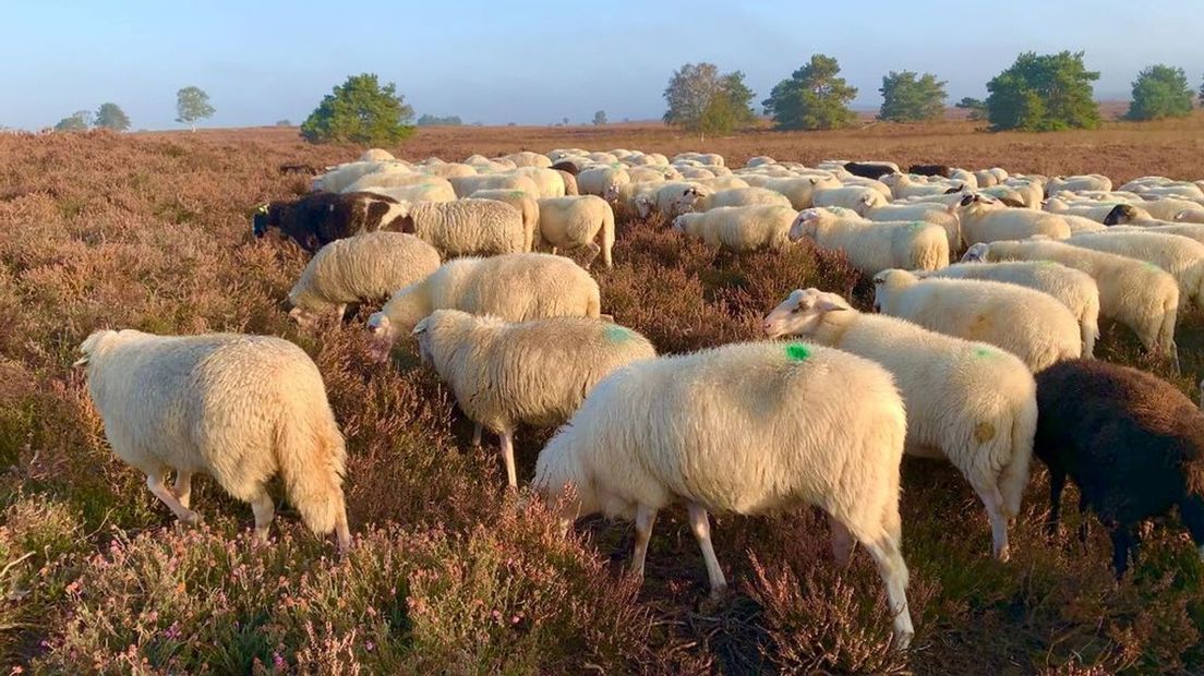 Schaapskudde Elspeet begraast de heide.