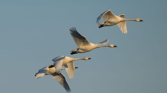 Dit geluid hoor je straks misschien niet meer in Gelderland