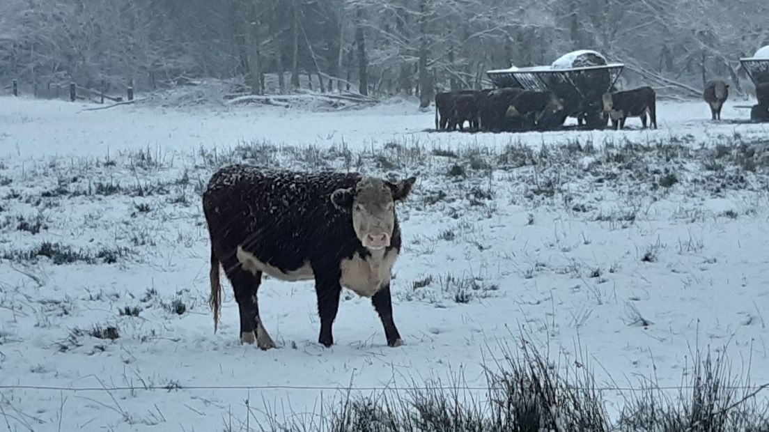 Een winters plaatje