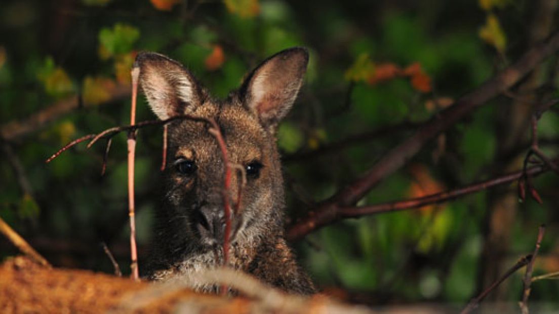 Politie zoekt wallabie in Rheden