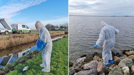 'Heel naar om te zien', vogelgriep raakt ook water- en roofvogels