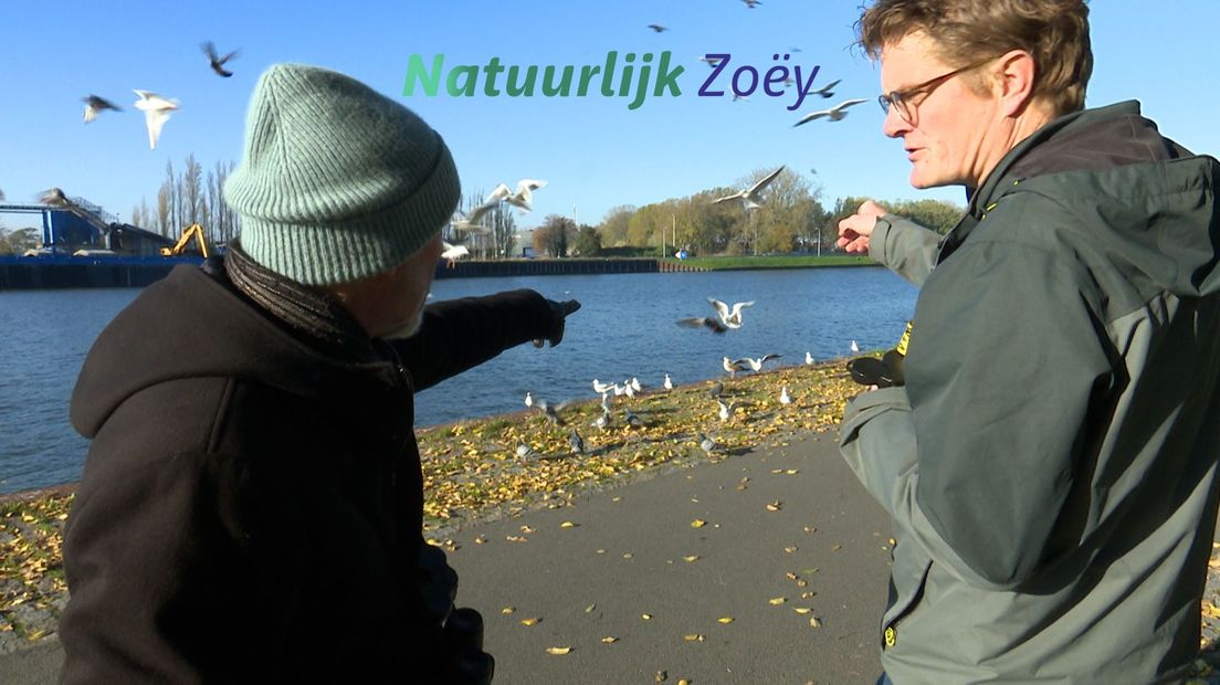 Zilvermeeuwen, kleine mantelmeeuwen, en kokmeeuwen langs het Amsterdams-Rijnkanaal