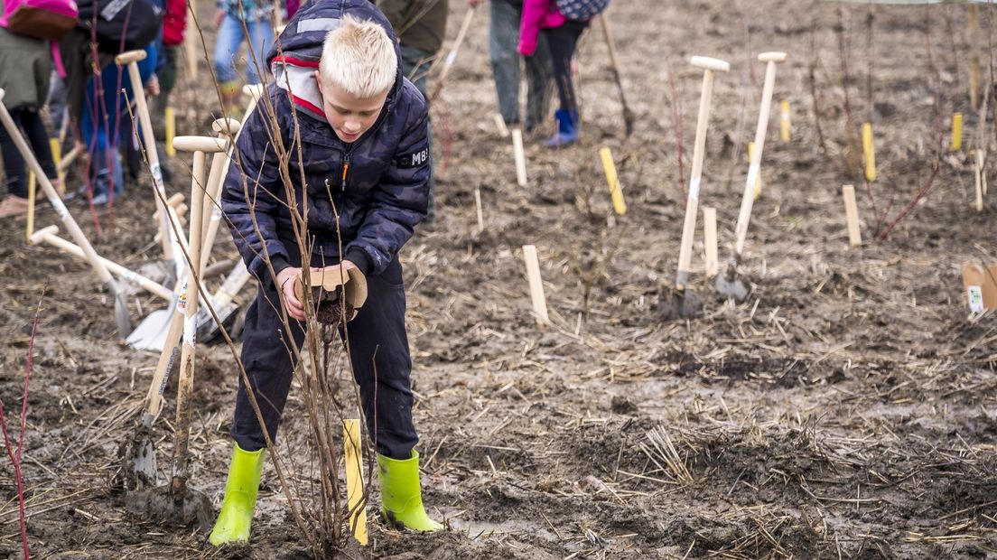 Het planten van zogeheten herinneringsbomen in het Westerkwartier wordt voorlopig uitgesteld.