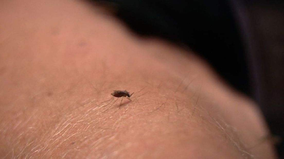 Er zijn momenteel volop muggen, zegt bioloog Arnold van Vliet.