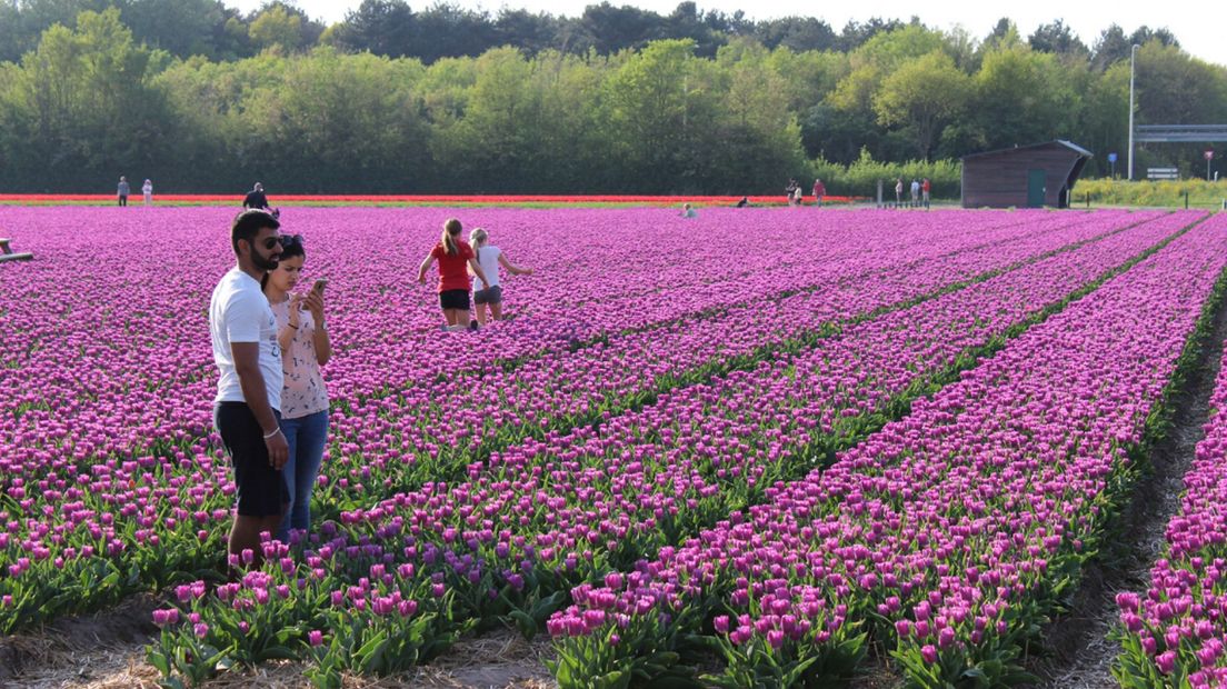 Toeristen in de bollenvelden