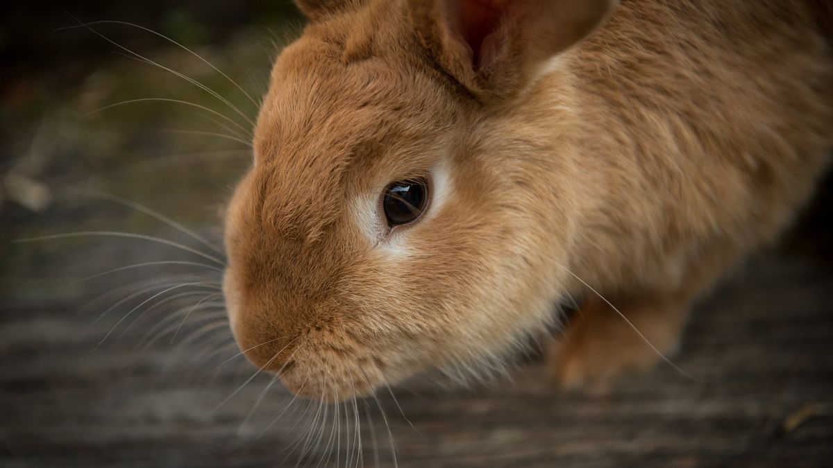 'Extremisten' op heterdaad betrapt bij insluiping op boerderij in Vragender