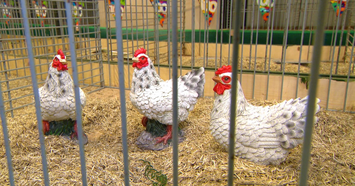 Jubileumfeest kleindierenshow Zuidbroek overvallen door vogelgriep