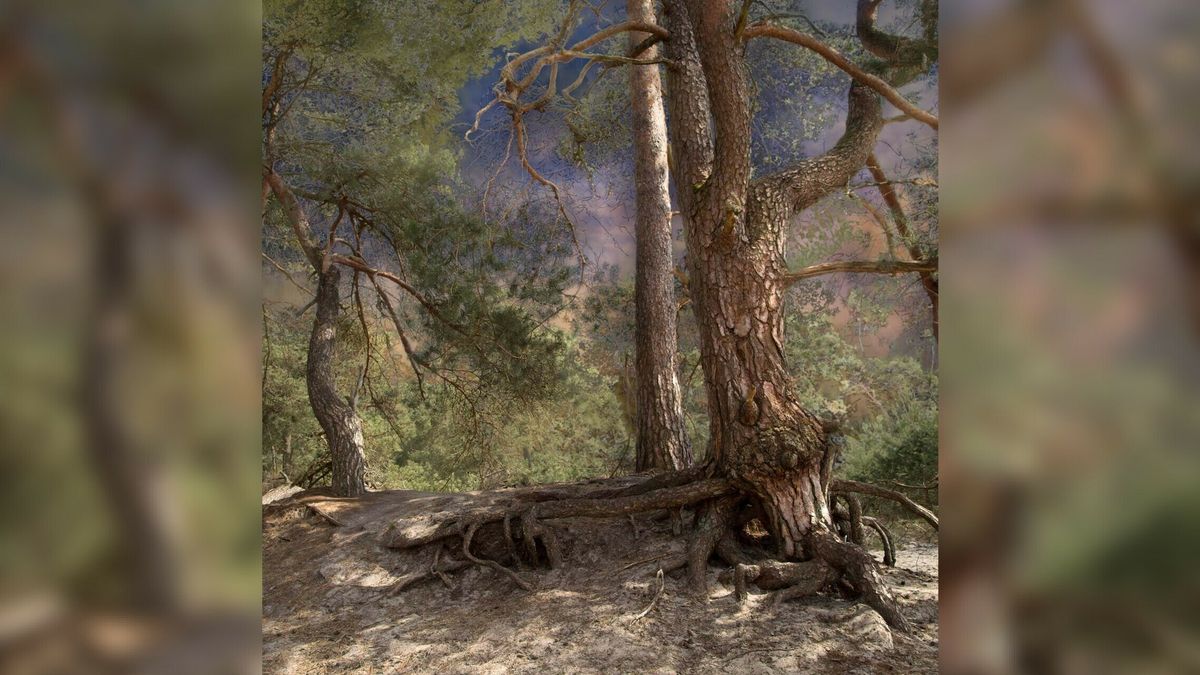 Liefde voor Landschap: een boek met schilderachtige foto's van Nederland