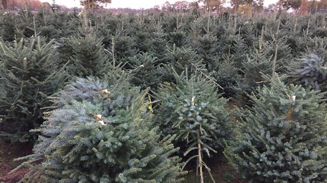 Honderden kerstbomen vernield in Harbrinkhoek