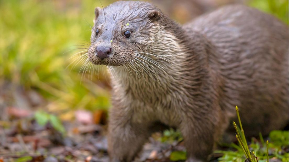 De otterpopulatie in Nederland is toegenomen