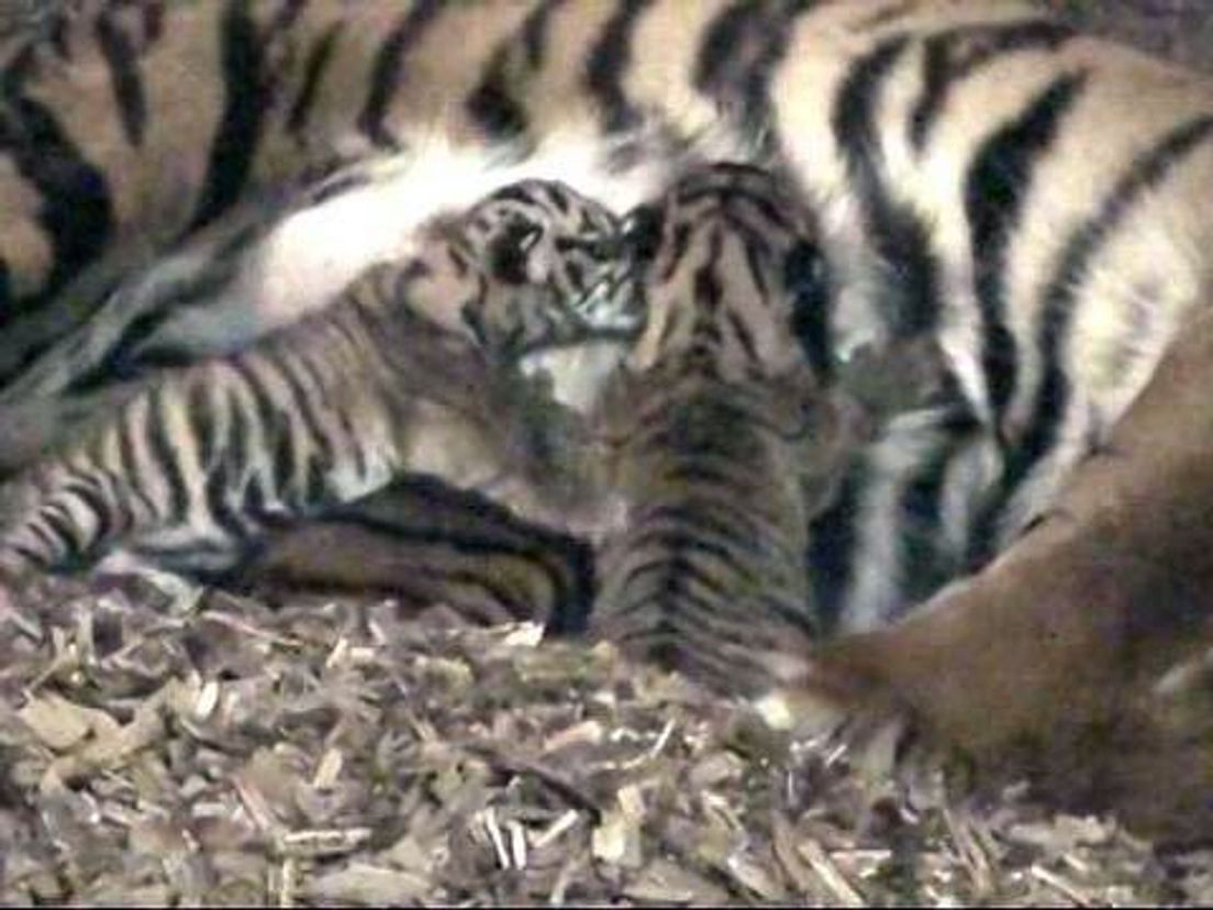 2010-tijger02.cropresize.tmp.jpg