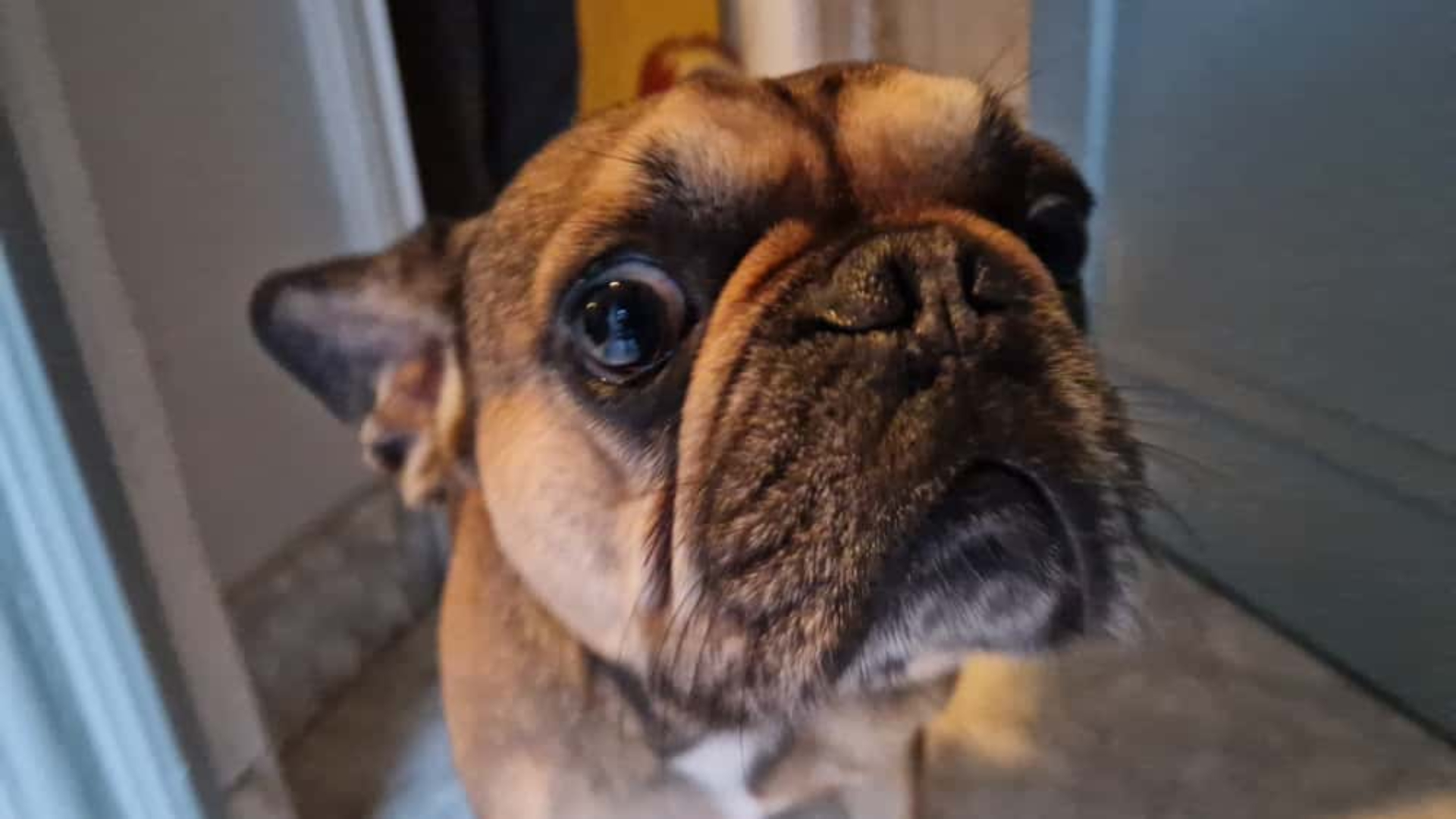 Hond Dog gaat ter controle naar het ziekenhuis.