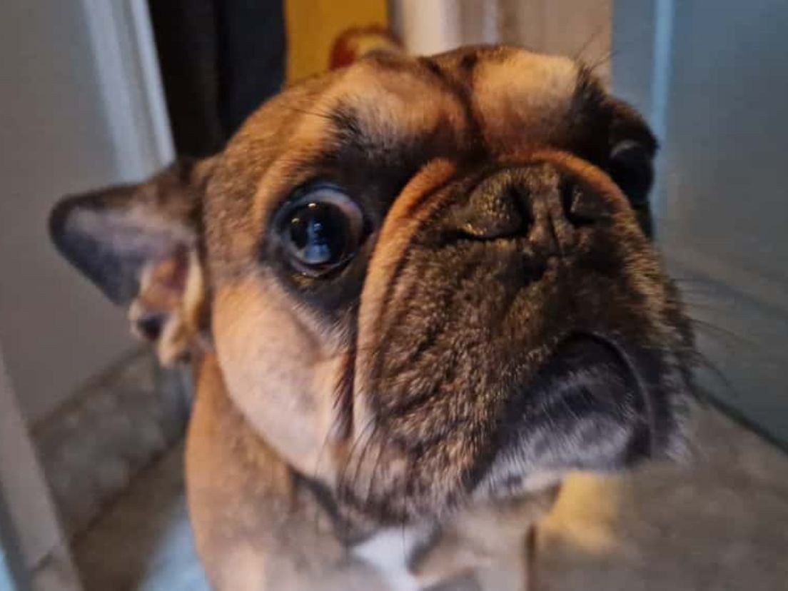 Hond Dog gaat ter controle naar het ziekenhuis.