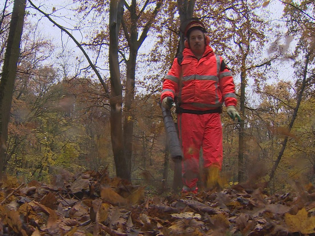 Bladblazen in het Kralingse Bos