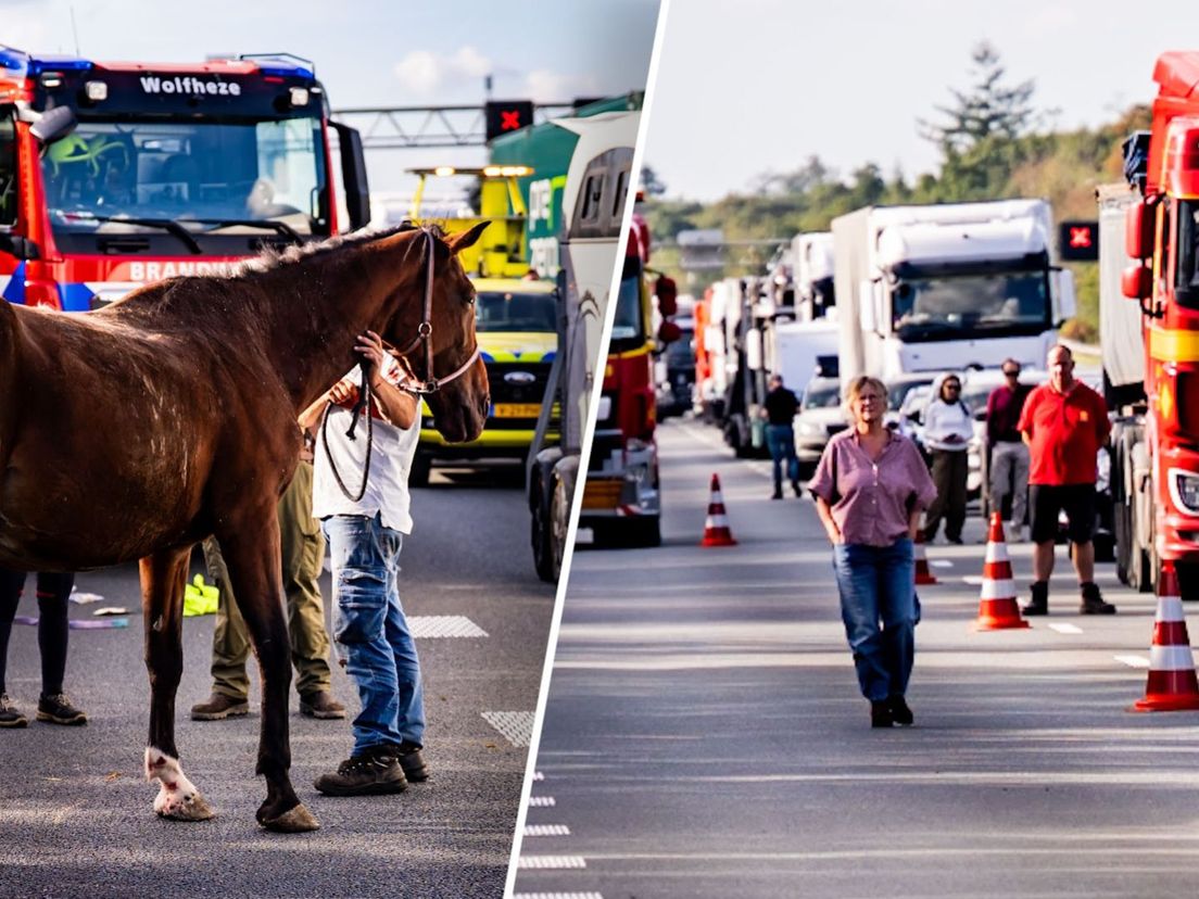 Na het ongeval met de paardentrailer, wachten mensen op A12 buiten hun auto.