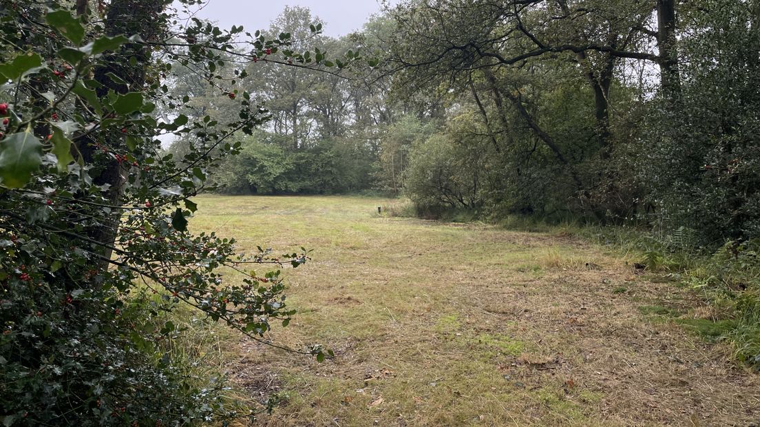 Liefstinghsbroek blauwgras