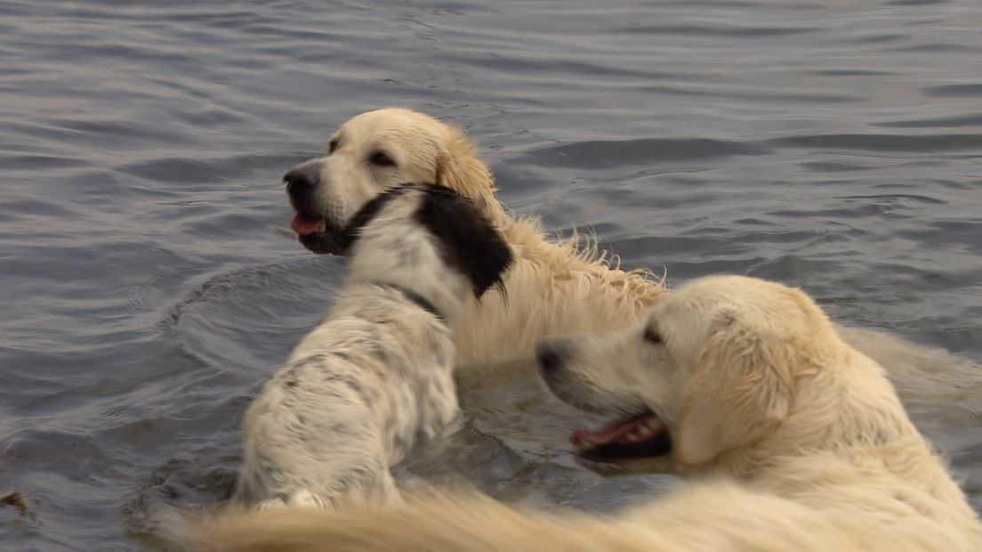 Honden in het water