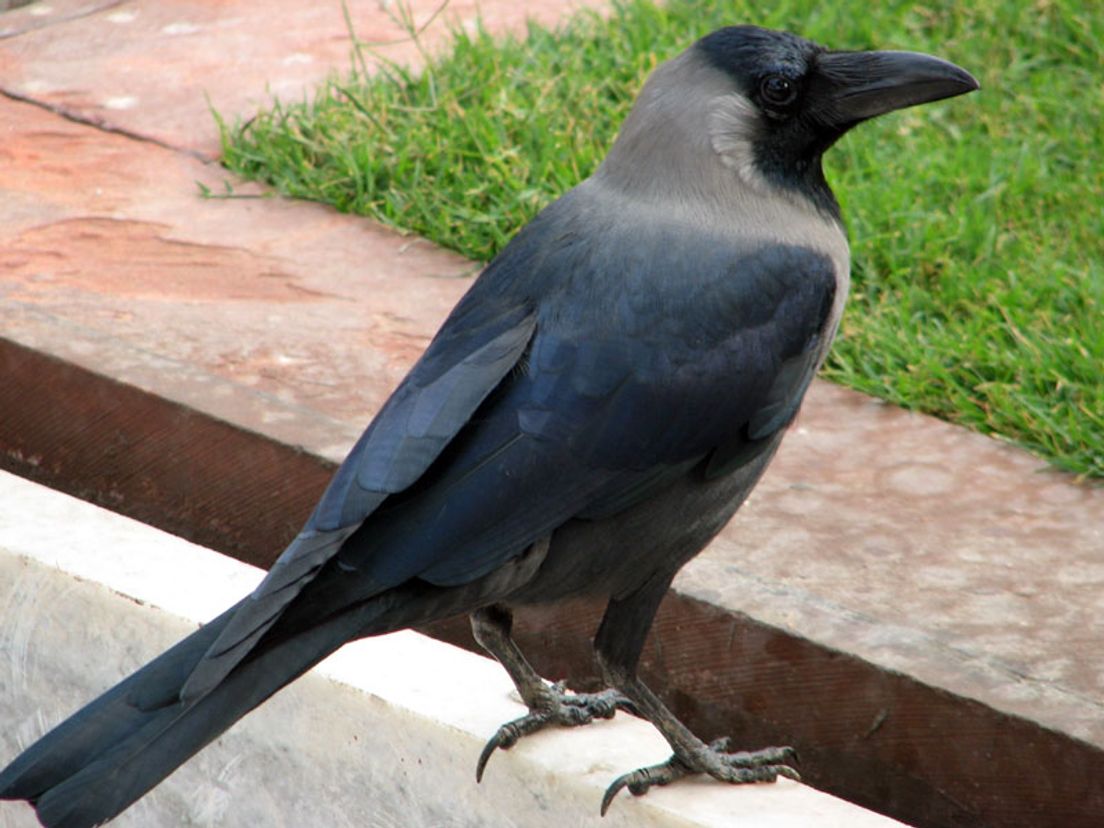 corvus-splendens