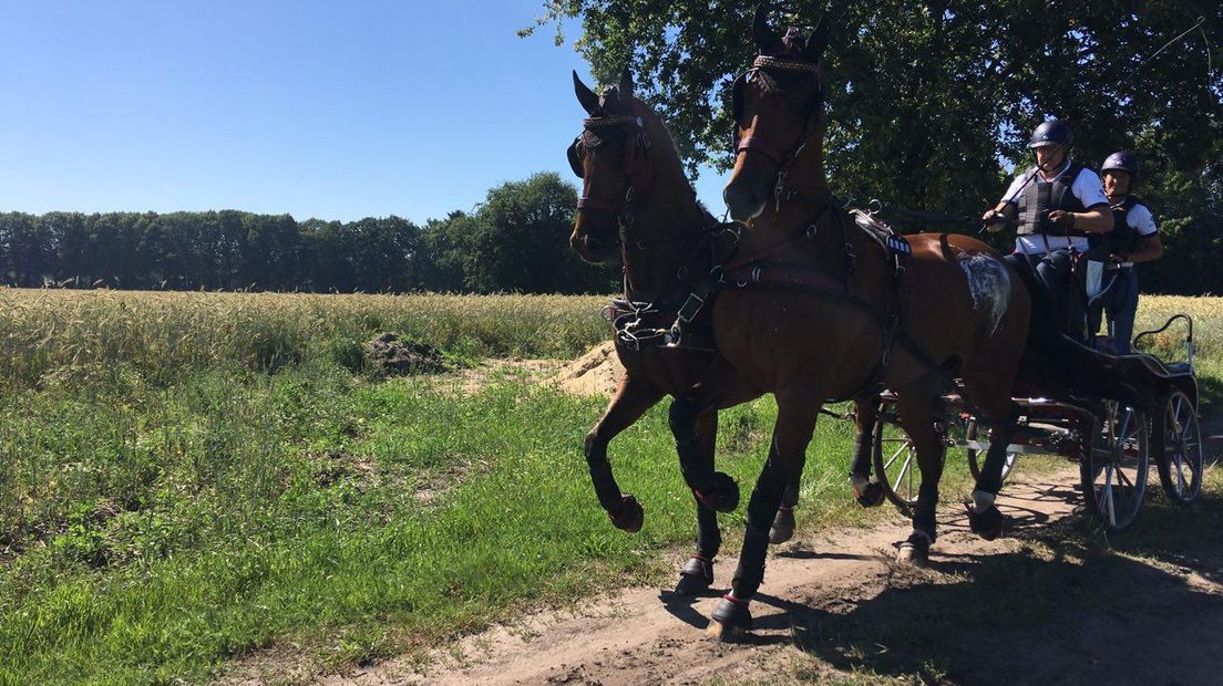 Zo'n zeventig deelnemers uit achttien landen, ongeveer 250 paarden een duizenden toeschouwers. Sinds donderdag staat Beekbergen in het teken van paardensport. Daar worden internationale menwedstrijden en het NK vierspannen verreden. Hoewel de afgelopen dagen prima verliepen staat de organisatie zaterdag vanwege de extreme hitte op scherp.