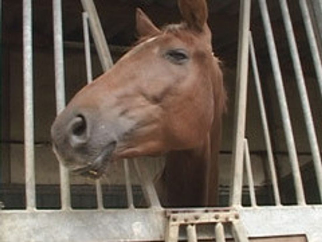 06-06-paarden.cropresize.tmp.jpg