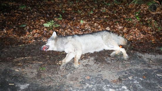 Dode wolf gevonden langs weg