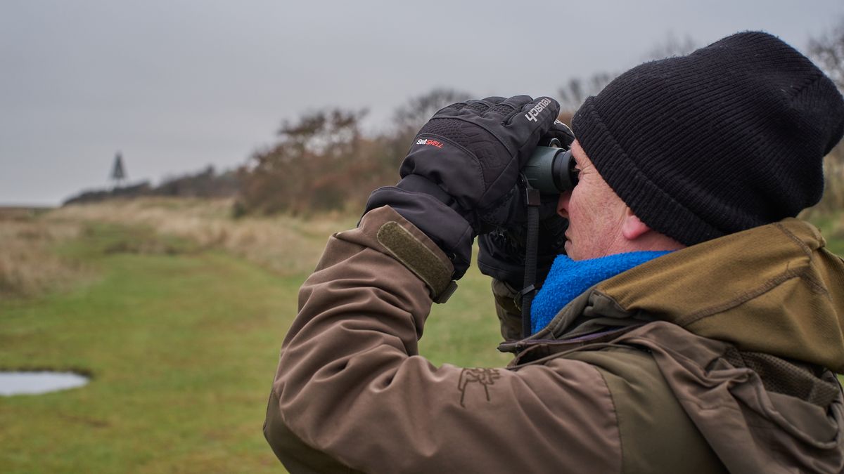 Trekvogel trekt niet meer: lepelaar Nala overwintert voor het eerst op Schiermonnikoog
