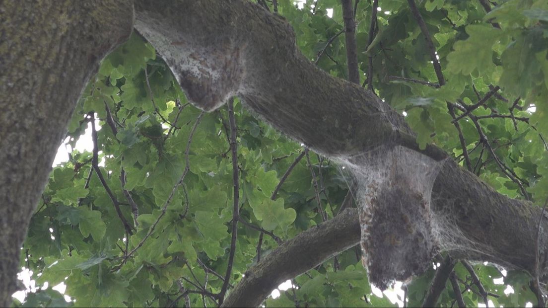 Bomen vol nesten processierups