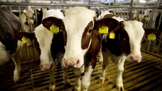 Jonge Ierse kalfjes nog steeds op de boot naar Nederland, ondanks misstanden