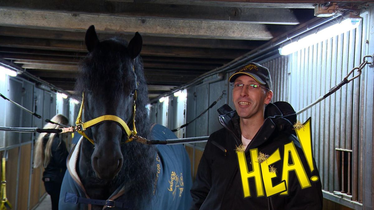 HEA! De Hoekstra's en Friese paarden