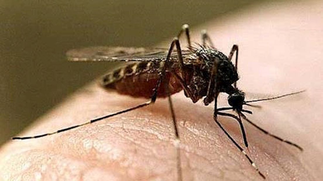 Mariënberg klaagt over overlast van muggen