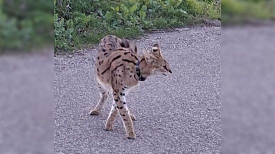 Serval gespot in Haaften, politie zoekt eigenaar