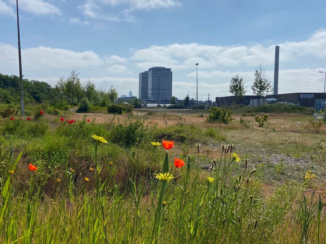 Op dit voormalige rangeerterrein komen de woningen