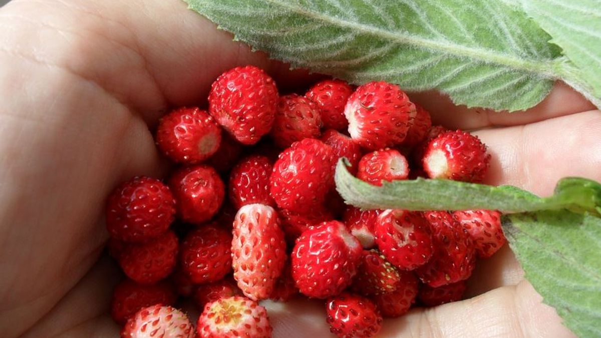 Zorgen om golf aan 'pluk-Polen' in Zuilichem