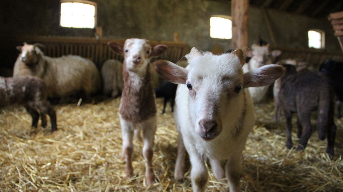 Lente dus weer tijd voor lammetjesdagen (Rechten: RTV Drenthe / Robbert Oosting)