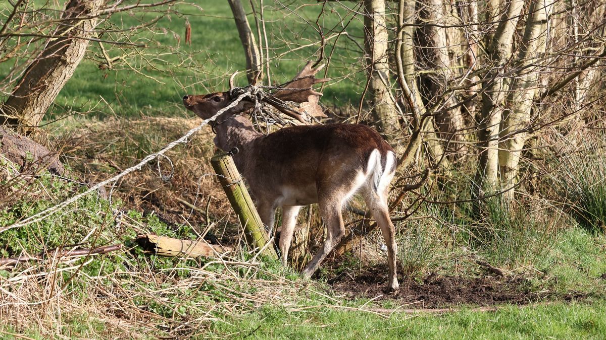 Jager helpt een verstrikt geraakt damhert in Katlijk | Brandweer rukt uit voor rietbrand in Stiens