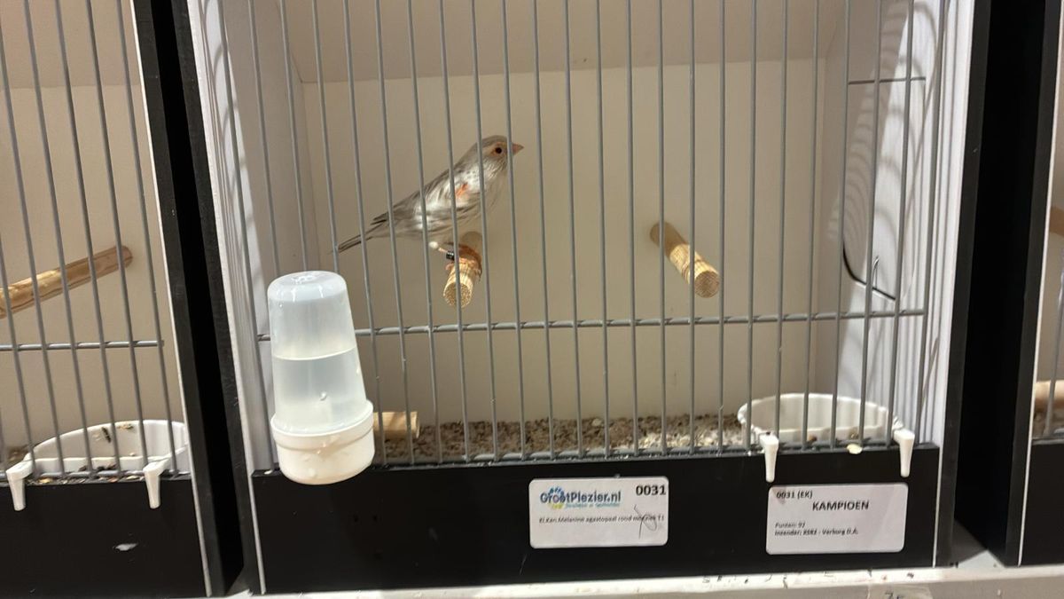 Ondanks vogelgriep komen 600 van de mooiste Zeeuwse vogels toch bij elkaar in Krabbendijke