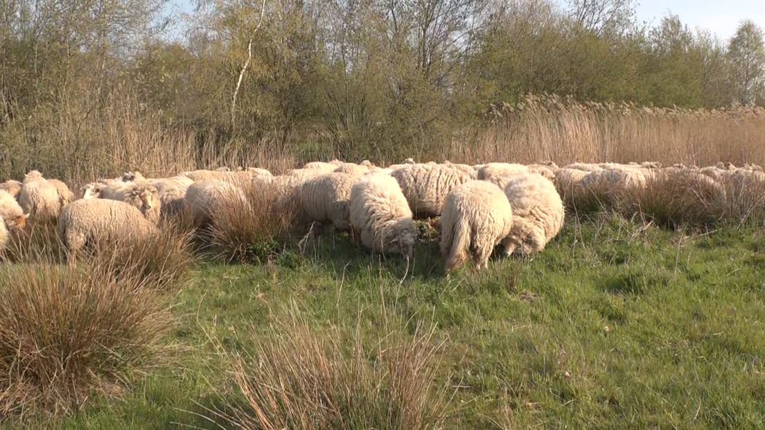 Op Tjak: Nieuwe herder op pad met Asser stadskudde