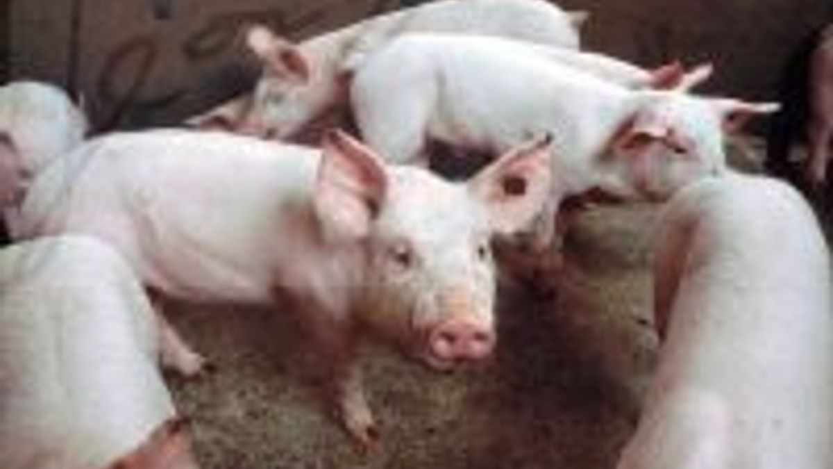 SP tegen grote varkensmesterij