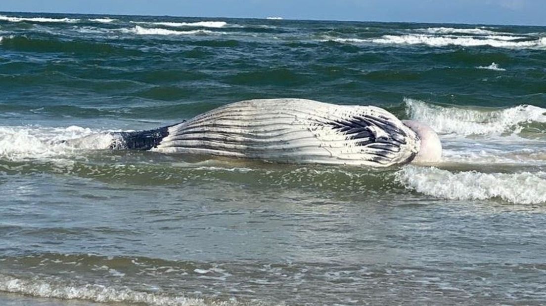 Op Vlieland is de bultrug dood aangespoeld