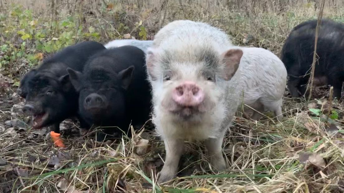 De zwijntjes werden gedumpt in een weiland bij Koewacht